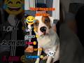 Ranking Funny Dog Videos! 😂#shorts #funny #dog