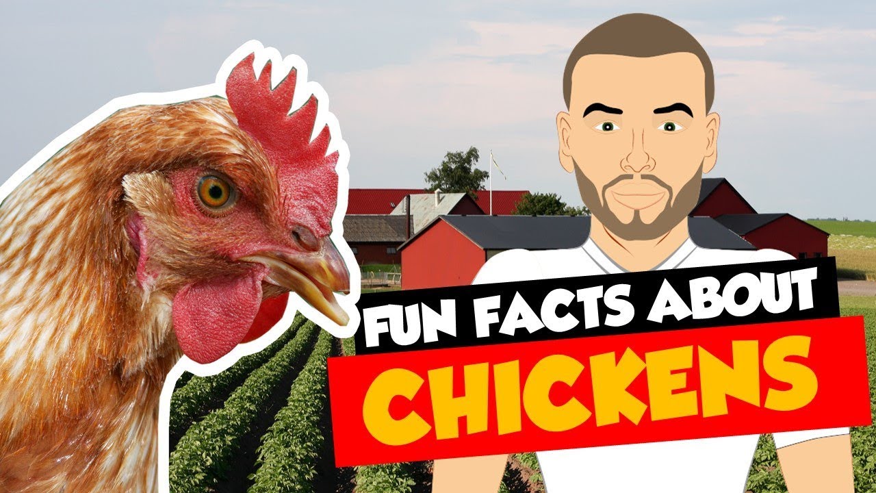 Top 5 Fun Facts about Chickens (Animal Educational Cartoons for students) YouTube