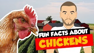 Top 5 Fun Facts about Chickens (Animal Educational Cartoons for students)
