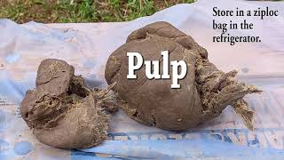 How to Make Paper Pulp from Ornamental Bananas - Handmade paper basics