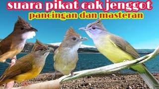 suara pikat cucak jenggot || ampuh untuk pancingan dan  masteran