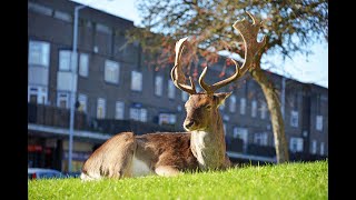 Deer on the Hill 2