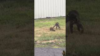 bobcat vS groundhog