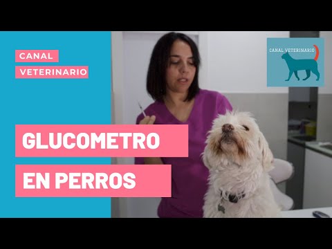 Video: ¿Pueden los propietarios probar los niveles de azúcar de sus perros?