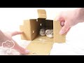 キンカチョウの雛をお迎えしました/We welcomed the zebra finch chicks