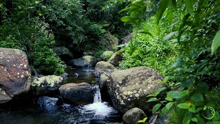Relaxing Sounds, Bird Songs and River Sounds, Meditation Sounds - Live