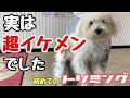 初めてのトリミングで大変身！あまりの変わりように戸惑う先輩犬【トイプードル 】【マルプー】