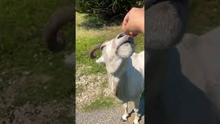 Zoológico en Texas  🦌🐐