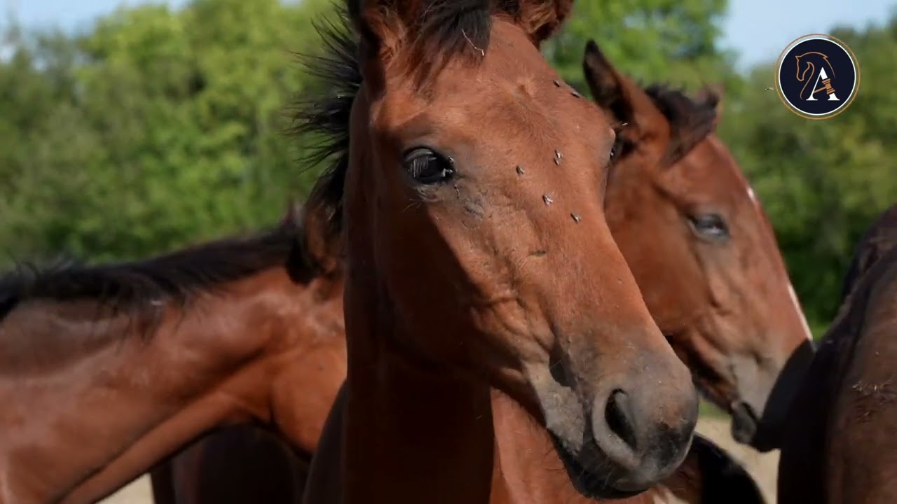 AUCTAV - VENTE HARAS DE LOU - Rencontre avec Christian Germain