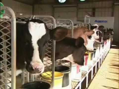 Video: How Milk Is Made