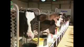 From Moo to You: The Story of Milk screenshot 4