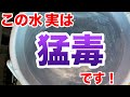 メダカの水替えの時に絶対にやってはいけない事【めだか】