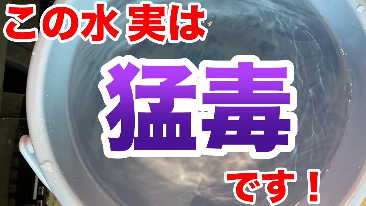 メダカの水換えの時に絶対にやってはいけない事【めだか】