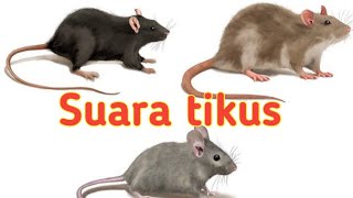 suara tikus jernih