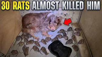 Rats Attack Dog & Homeowner… Twins Rescue!