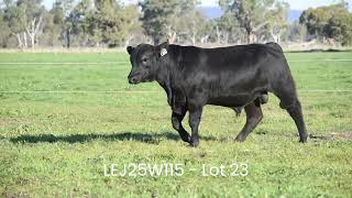 Lot 23   LEJ25W115