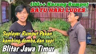 JUAL PAKAN TERNAK KAMBING SAMPAI KUWALAHAN SUPLAYER PAKAN UNTUK TERNAK DOMBA,KAMBING,SAPI BLITAR