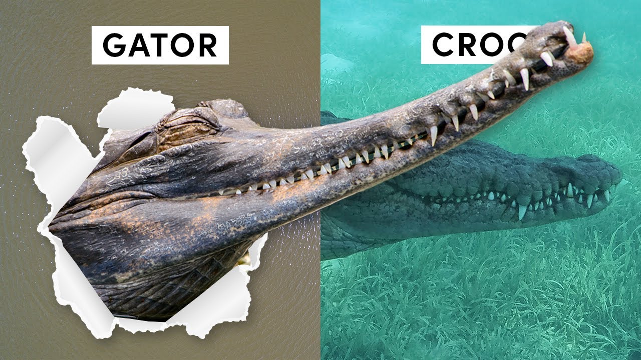 All 27 Species Of Crocodilian (Inc 3 Recently Discovered)