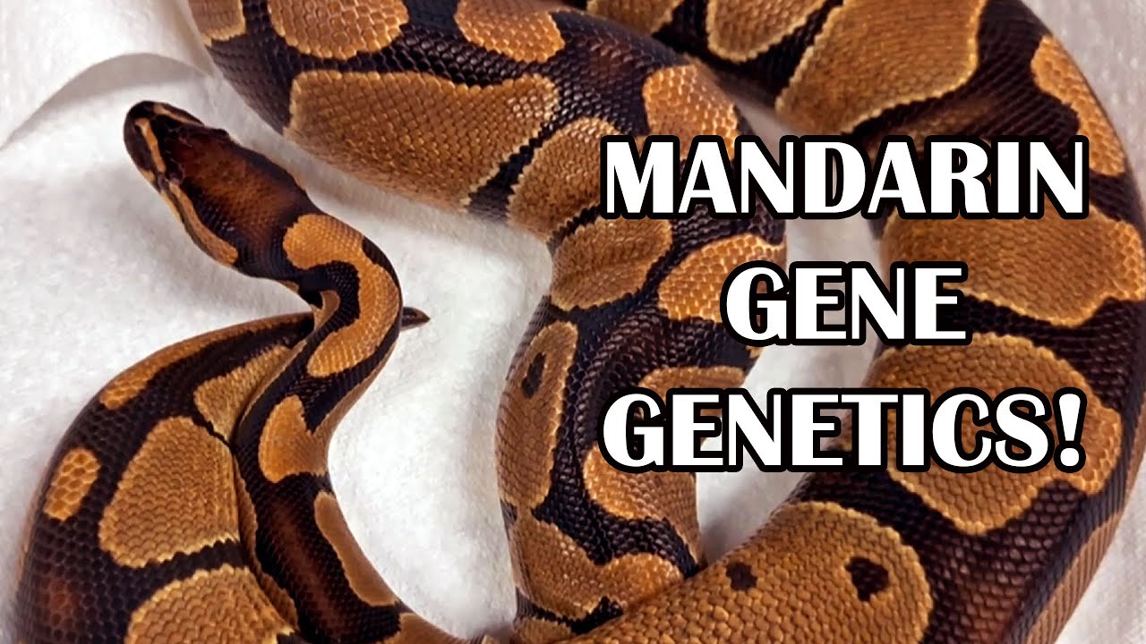 WILD POSSIBILITIES WITH THE MANDARIN GENE!!