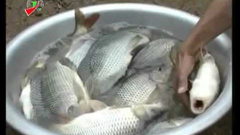 Nuôi cá Rô Phi và Cá Chép Đơn tính