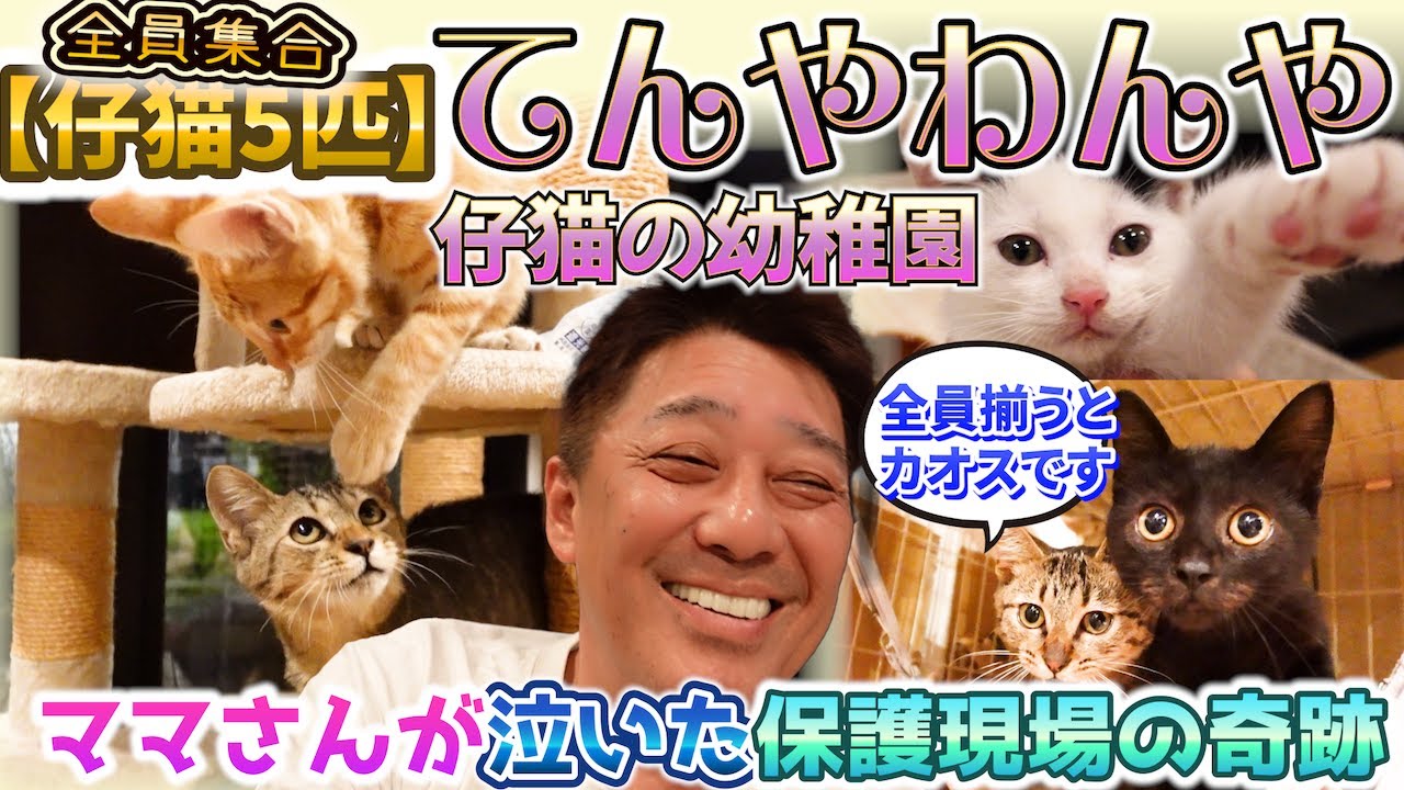 【猫の幼稚園】３兄弟＋風太＋月兵衛！わちゃわちゃ全開のにぎやか日常