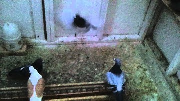 Racing pigeons Minnesota