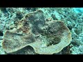 Florida Keys Freediving 09.26.25_02