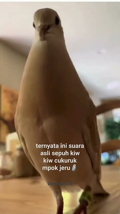 suara asli sepuh kiw kiw cukuruk mpo jeruk #fyp #viral #tiktok