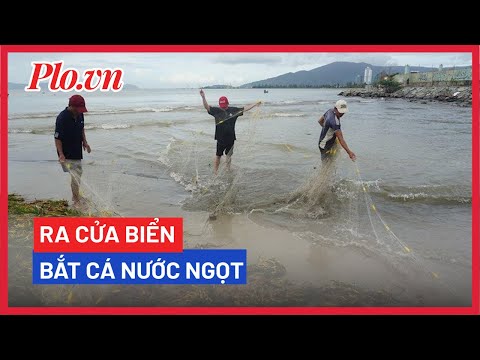 Video Sau bão, người dân đổ ra cửa biển bắt cá nước ngọt -... - youtube