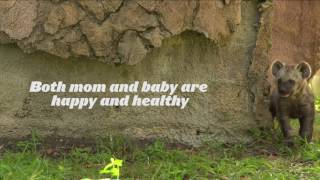 Meet Mandazi, a spotted hyena cub!  | Busch Gardens Tampa Bay