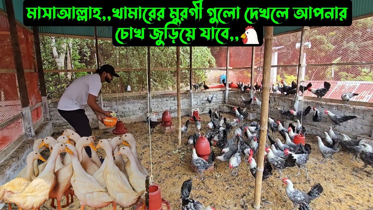 মাসাআল্লাহ,,খামারের মুরগী গুলো দেখলে আপনার চোখ জুড়িয়ে যাবে,,🐓