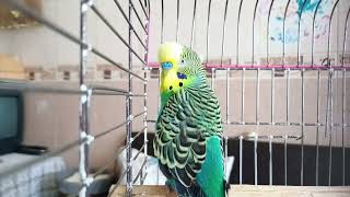 The Invisible Friend in the Cage – 1 Hour Budgie Sounds