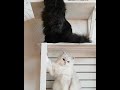 My British Longhair cats 😻 の動画、YouTube動画。