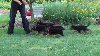 German Shepherd Puppies For Sale