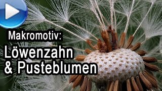 Makromotiv Löwenzahn und Pusteblumen