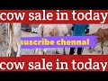 Cow sale video in today? Cow sale video? Cow milking by hand#cow #dairyherd #dairyfarm #shorts