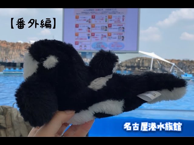 番外編] クジ引いてみた！ @名古屋港水族館 - YouTube