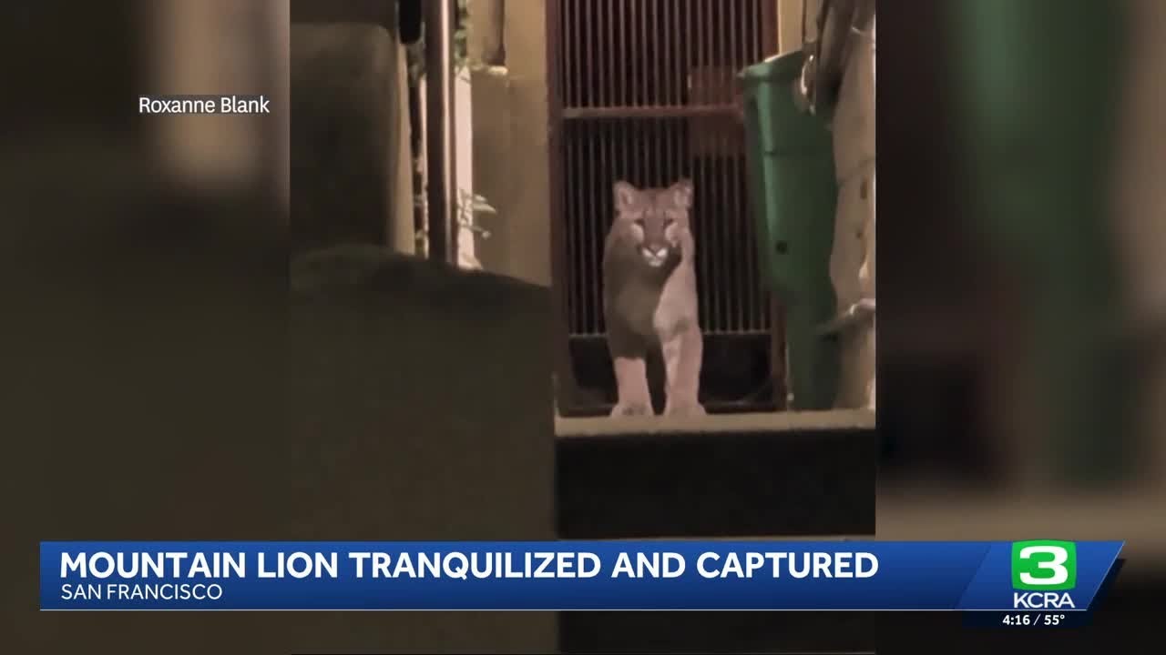 Officials tranquilize mountain lion loose in San Francisco