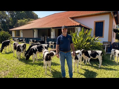 COMO ELE GANHA DINHEIRO COM CONFINAMENTO DE BEZERROS REJEITADOS (GABIRU)