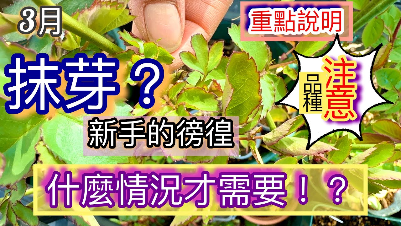 【抹芽】不用再徬徨！玫瑰抹芽與否？視自己的需求去做！管理好玫瑰最要緊！