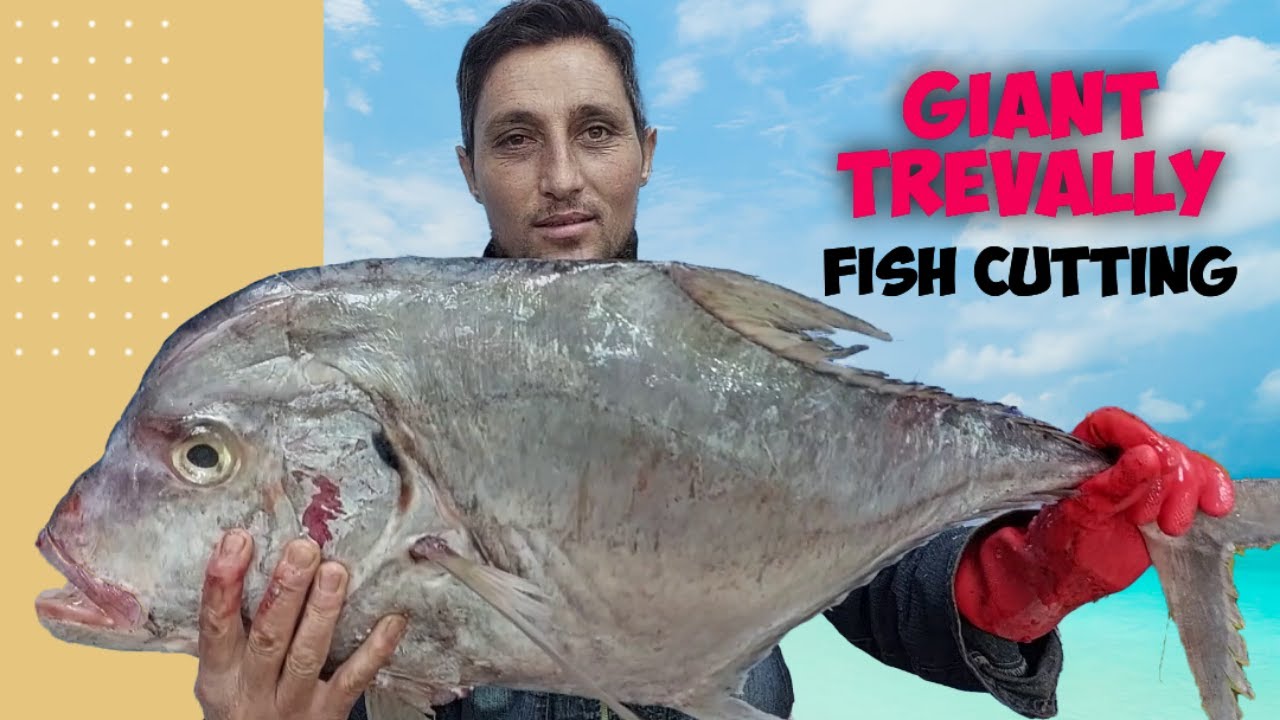 Best Skills Giant Trevally Cutting how to cut & clean giant trevally