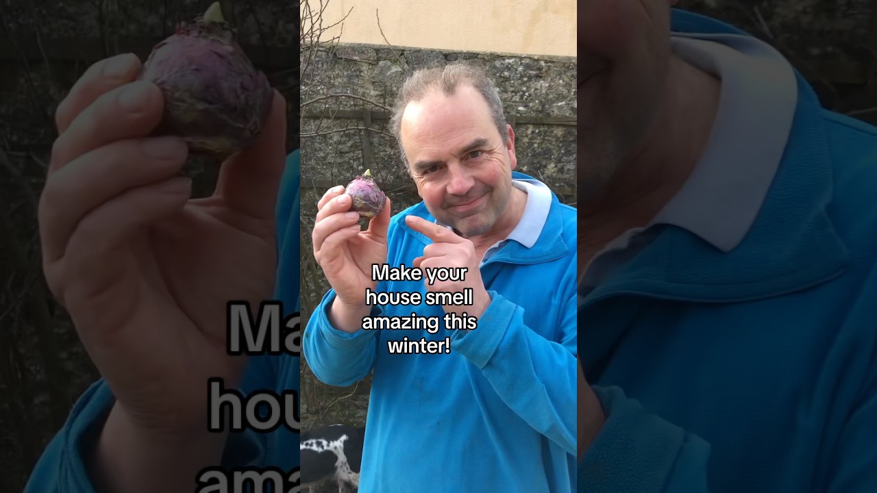 How to grow a hyacinth indoors for an amazing scent over winter 