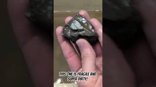 Cleaning Fossils: Big Beautiful Trilobite Head #fossil #fossils #asmr  #trilobite #cambrian