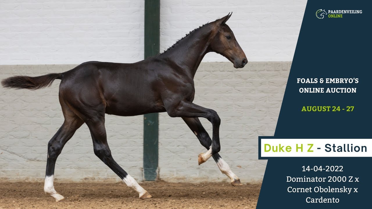 Duke H Z - Online Foals & Embryo’s Auction – Paardenveilingonline.com