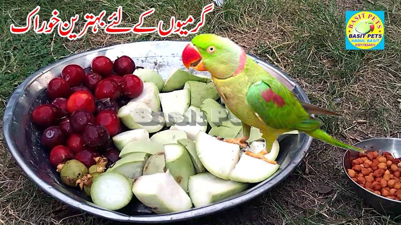 Parrot Healthy Food Details Parrot Food List Part 1 