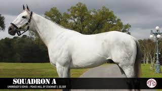 Squadron A 2021 Pleasant Acres Stallions Virtual Stallion Show