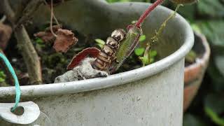 Worm insect shell free stock video. Free for use & download. - No Copyright and Royalty Free Videos