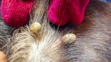 Dog Ticks Remove - Easy And Fast Way To Remove All Ticks From Poor Dog - Save Poor Dog EP 80