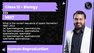 What Is The Correct Sequence Of Sperm Formation? Neet 2013 A Spermatogonia, Spermatocyte, B S...