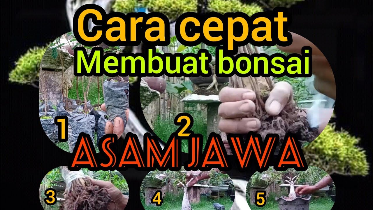 Как быстро сделать бонсай из тамаринда (TAMARINDUS INDICA)